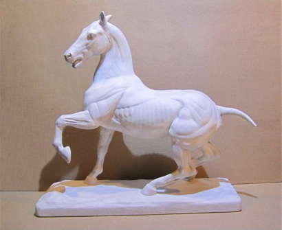 Гипсовая фигура "Лошадь анатомическая"